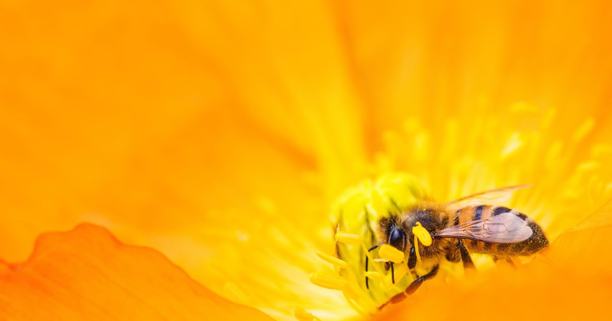 Pollinator Partnership Canada | P2C