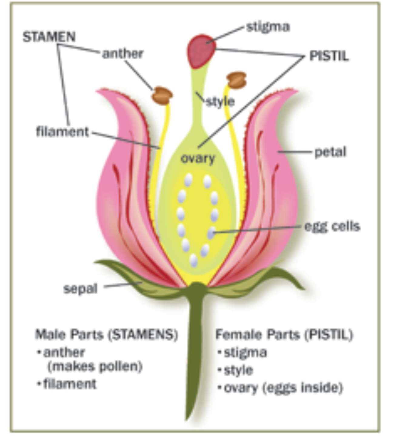 What Is Pollination P2c 