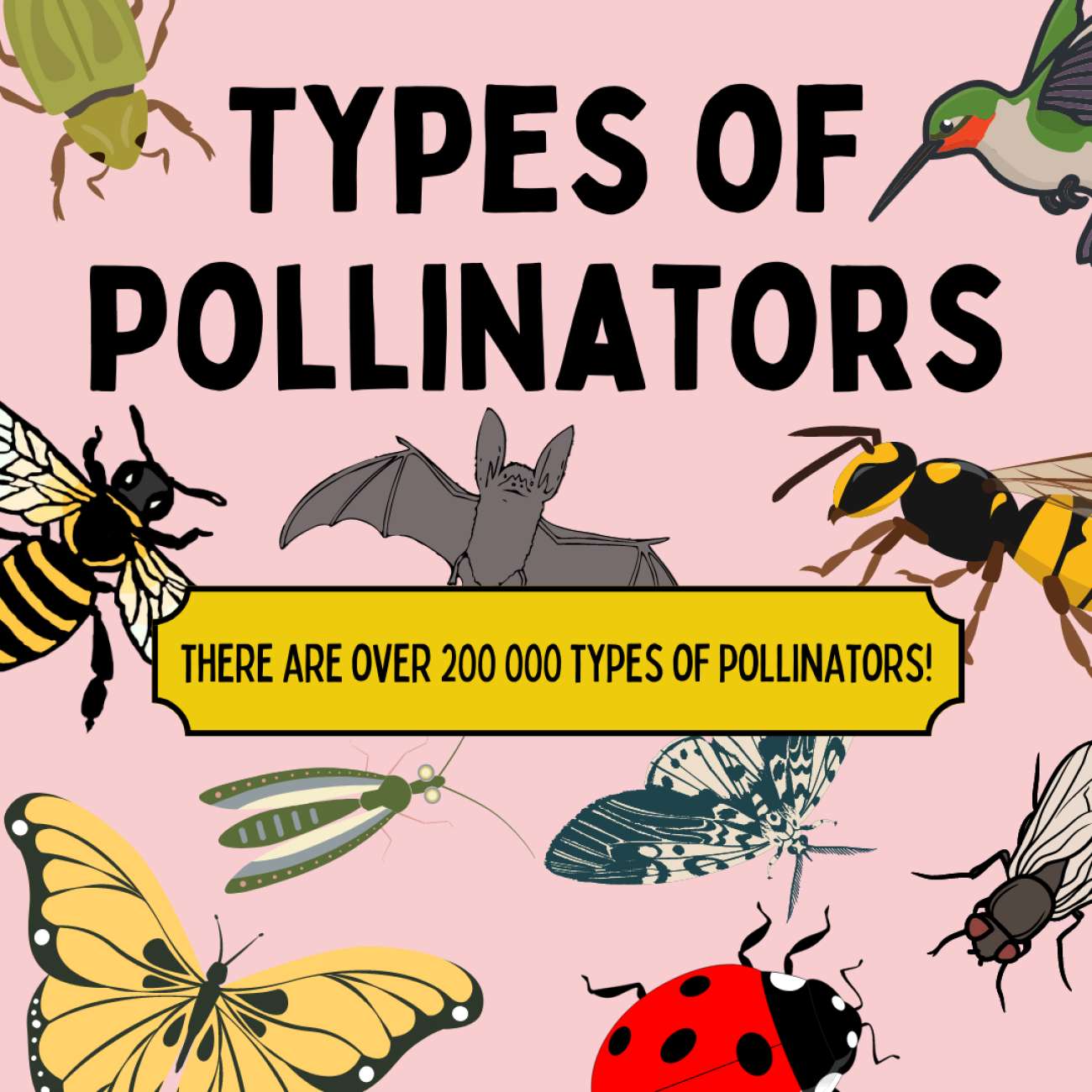 Pollinator Facts | P2C