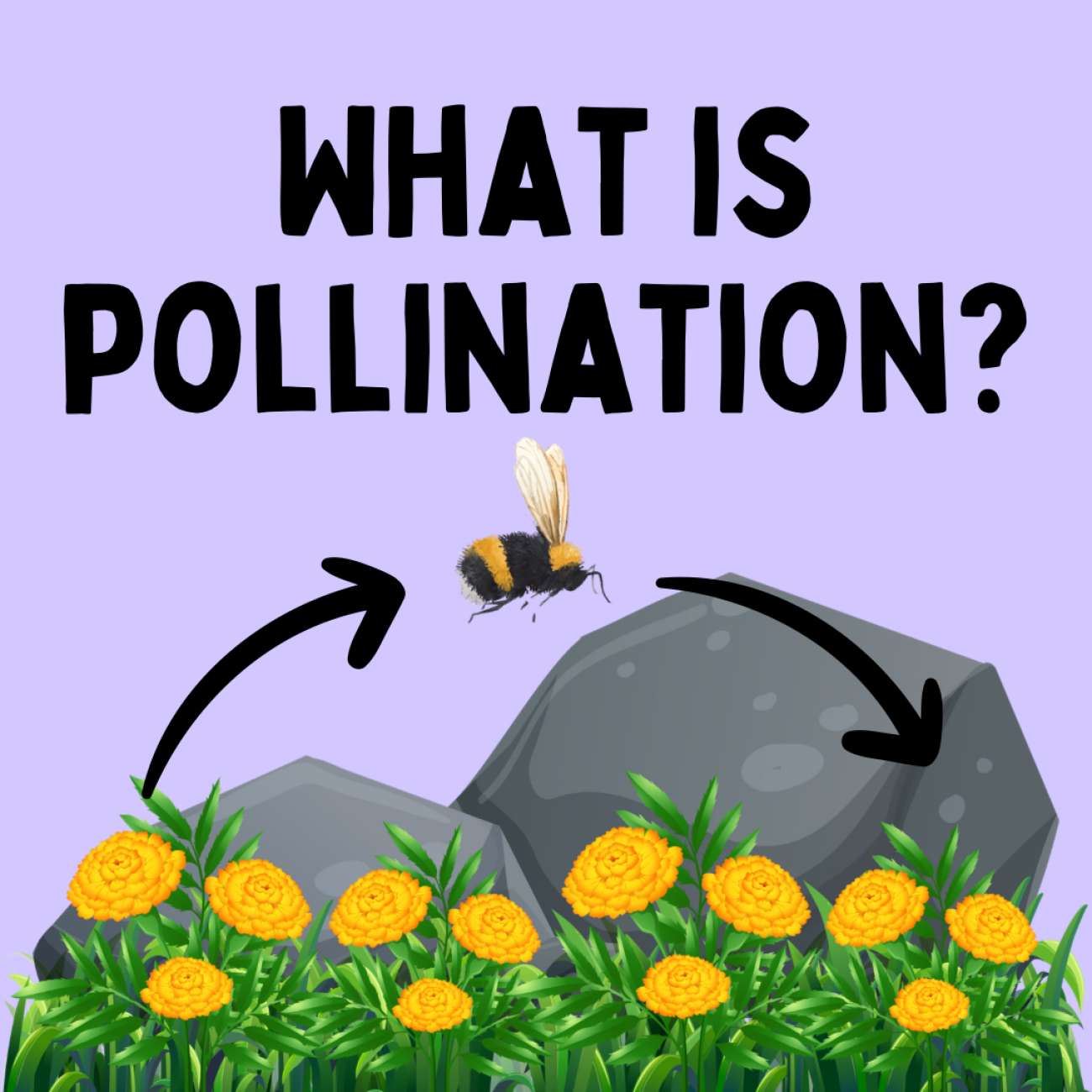 What is Pollination?