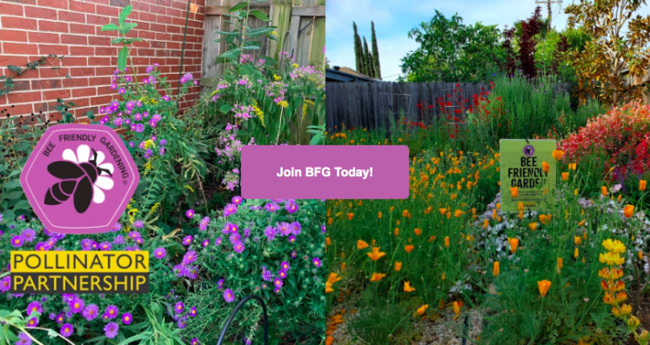 Creating a Bee Friendly Garden - BMR Greenhouses & Water Gardens Ltd.