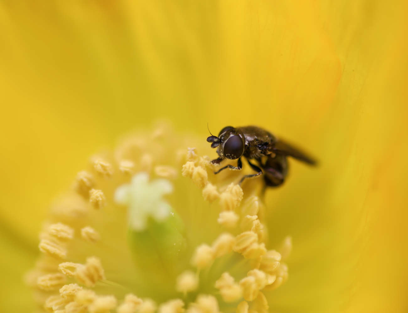 Fly Pollination